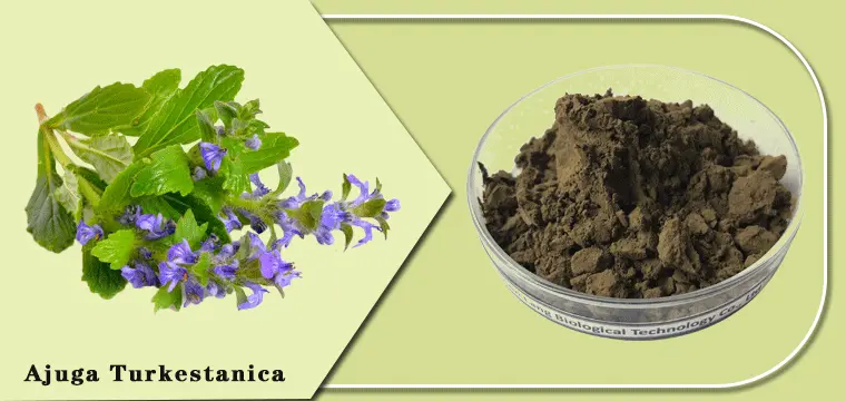 Ajuga-Turkestanica.gif