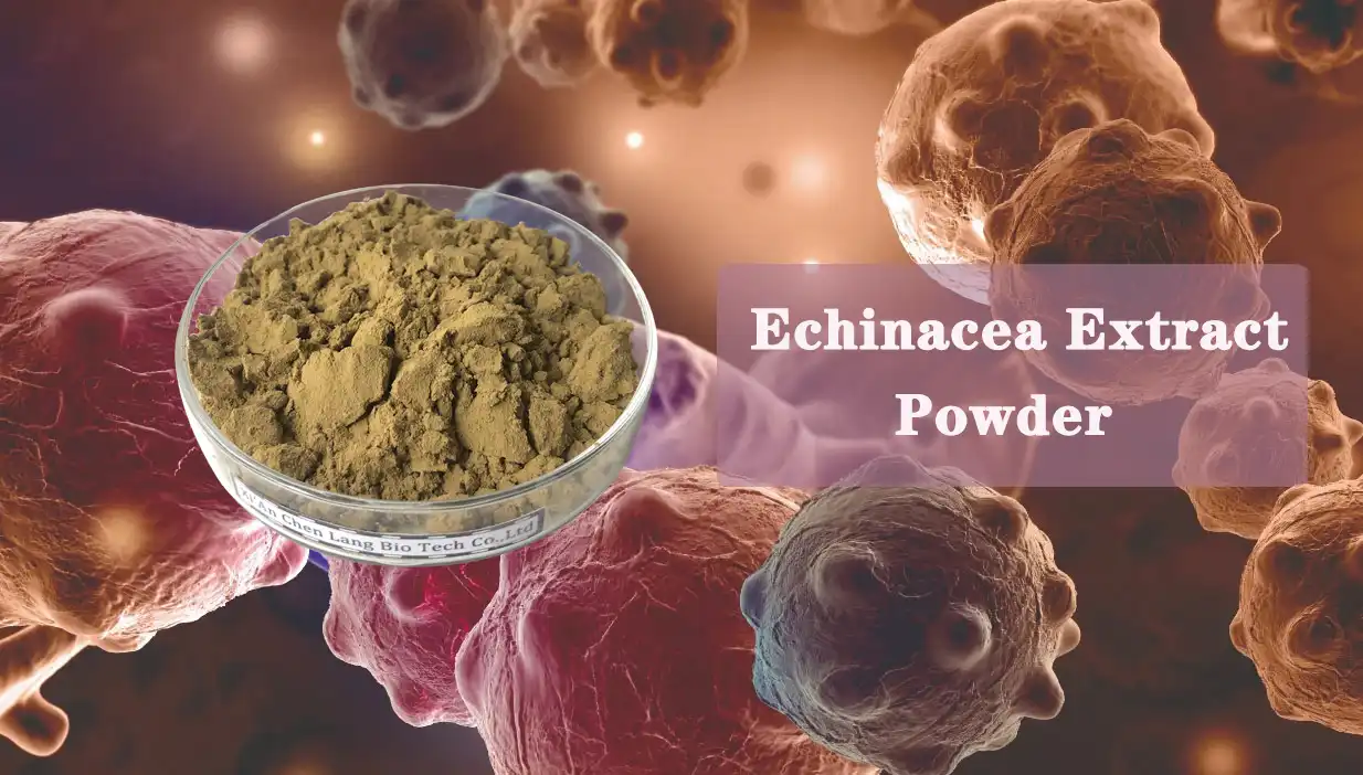 Echinacea-Extract-Powder.jpg