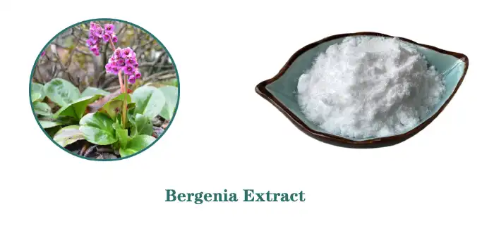 Bergenia.jpg