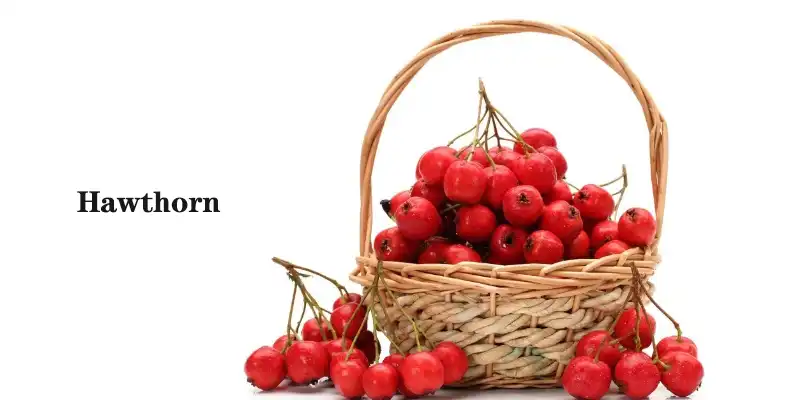 Hawthorn.jpg Hawthorn.jpg