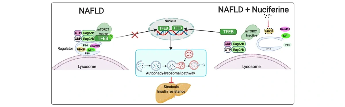 Nuciferine.jpg Nuciferine.jpg