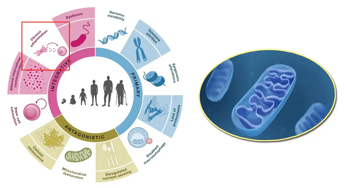 Fisetin.jpg Fisetin.jpg