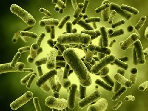  Live Bacteria