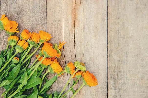 Camellia-Oleifera-Seed-Extract-powder-extract Camellia-Oleifera-Seed-Extract-powder-extract