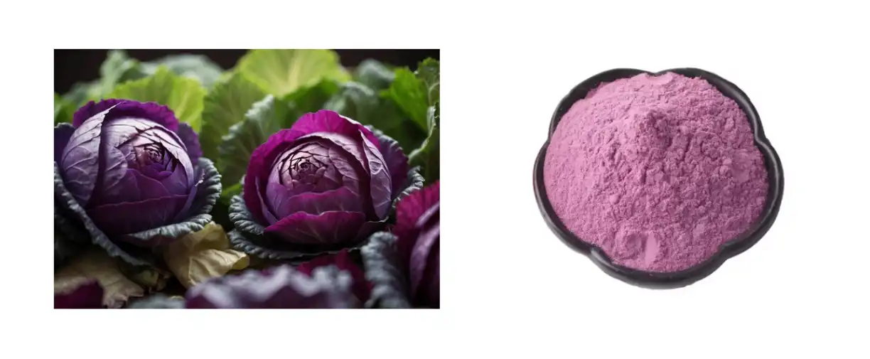 purple-cabbage-extract-powder purple-cabbage-extract-powder
