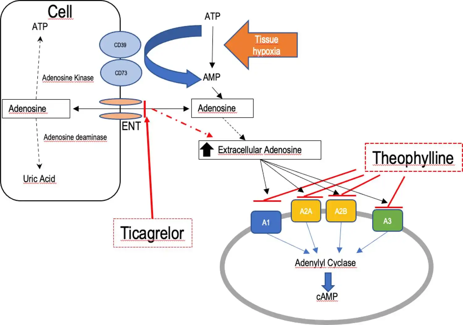 Dyphylline-Mechanism-of-action Dyphylline-Mechanism-of-action