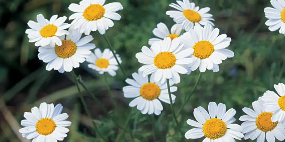 Pyrethrin-for-plant Pyrethrin-for-plant