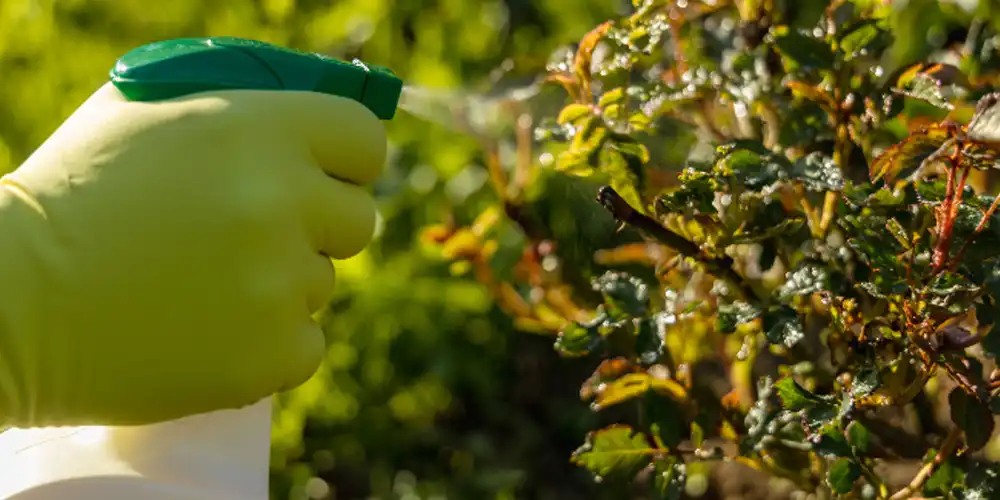 Pyrethrin-Insecticide