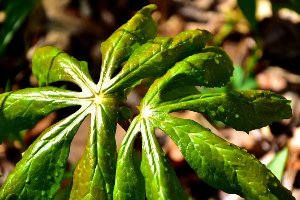 Podophyllin-Powder Podophyllin-Powder