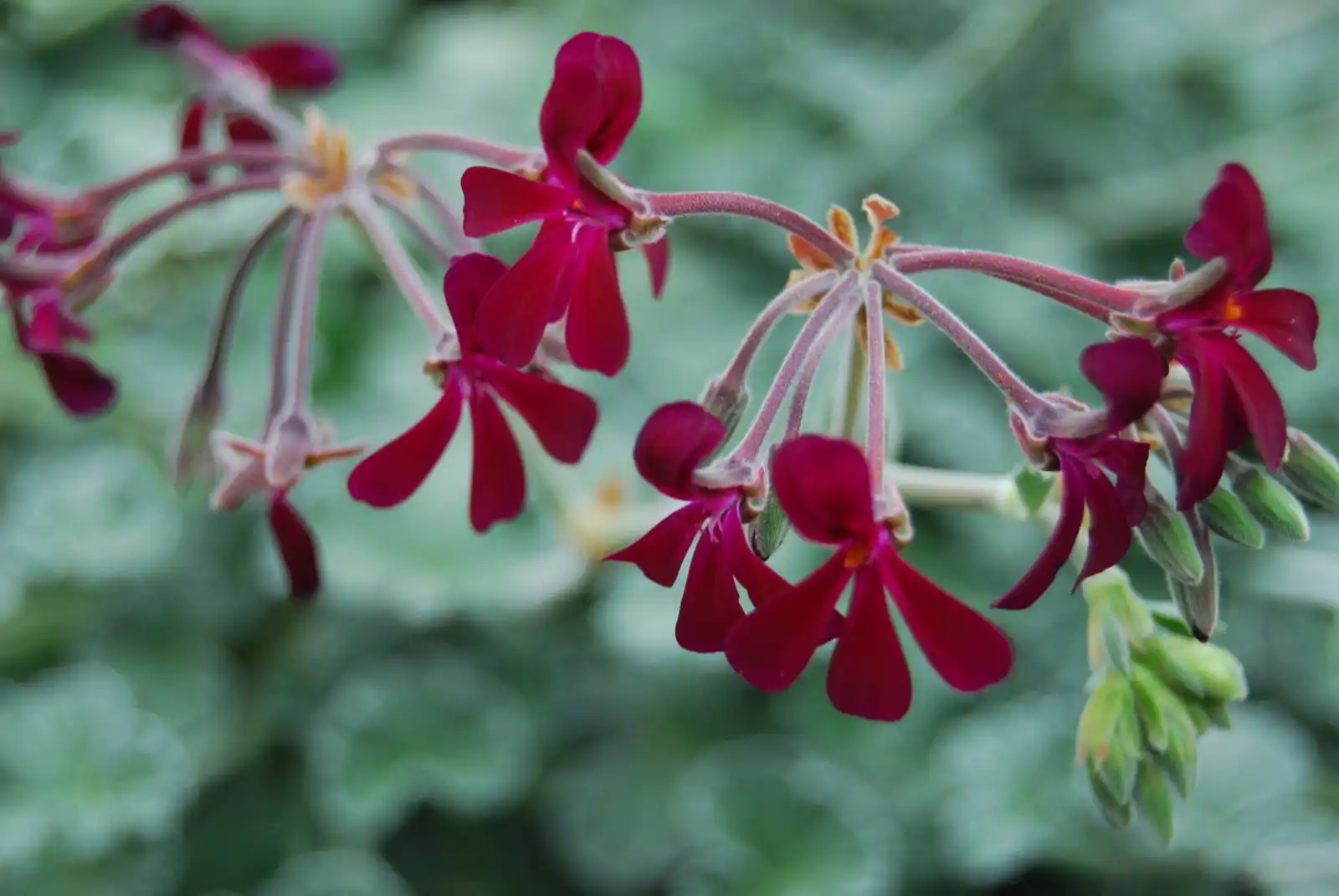 Pelargonium-sidoides-extract-powder Pelargonium-sidoides-extract-powder