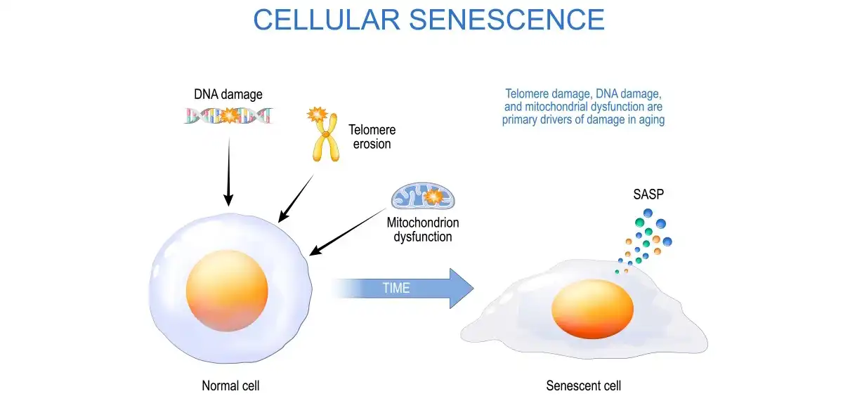 product-1-1 product-1-1