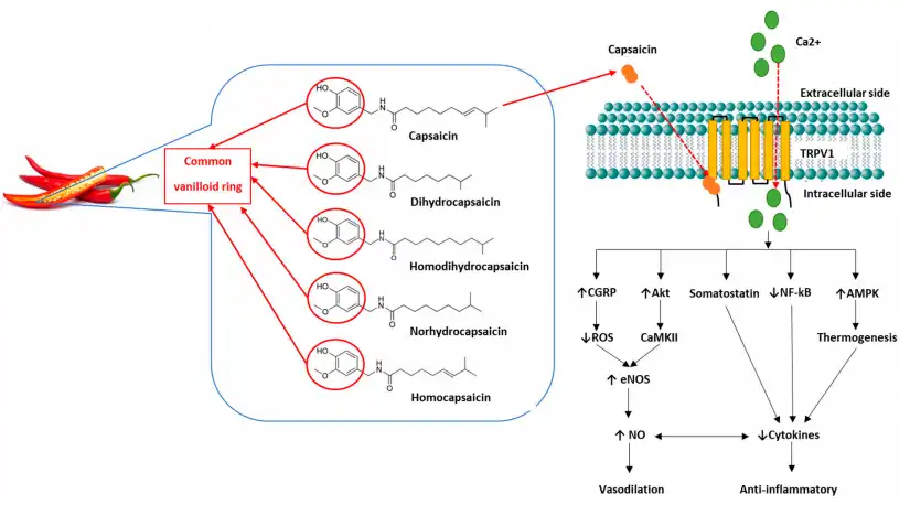 product-1-1 product-1-1