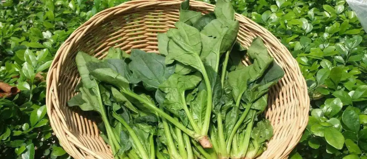 product-1-1 product-1-1