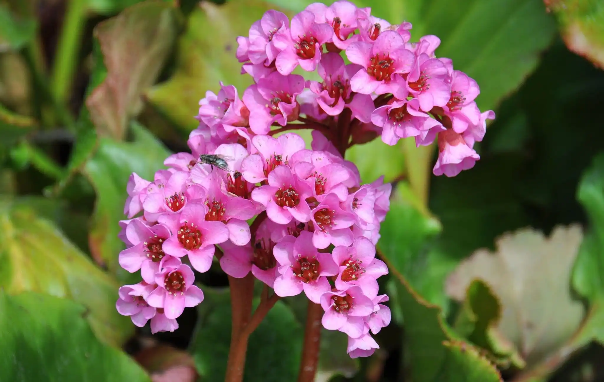 bergenia-extract