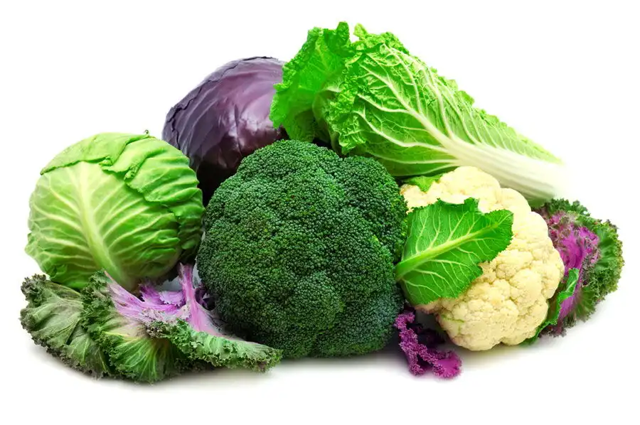 Broccoli-Extract- Powder-supplier-and-manufacturer Broccoli-Extract- Powder-supplier-and-manufacturer