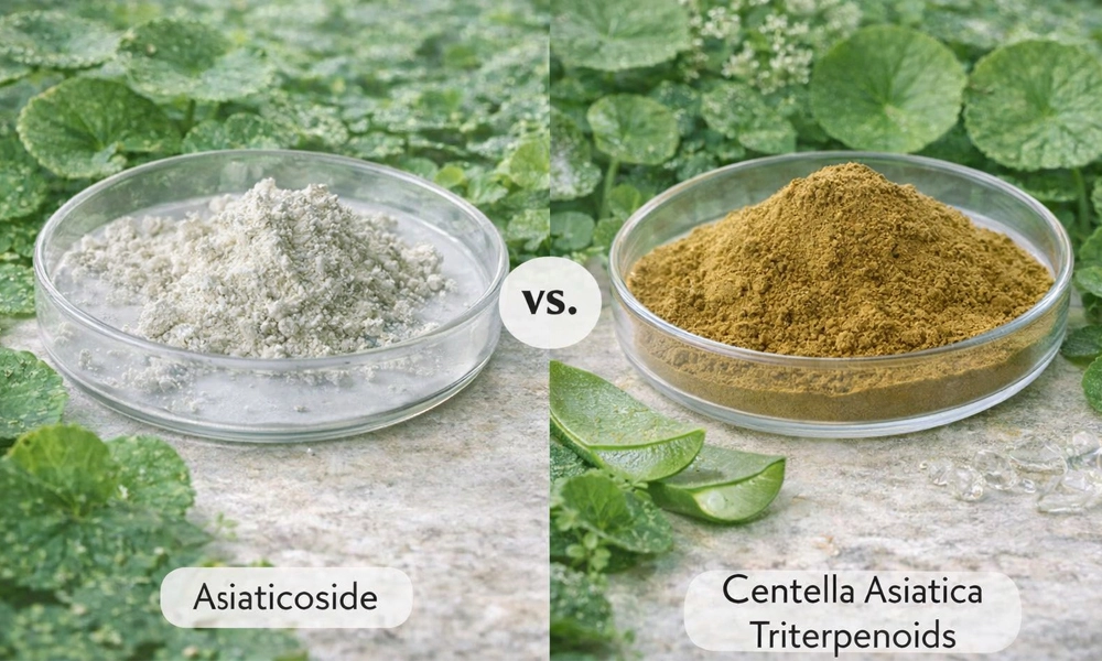 Asiaticoside-vs-Centella-Asiatica-Triterpenoids-powder Asiaticoside-vs-Centella-Asiatica-Triterpenoids-powder