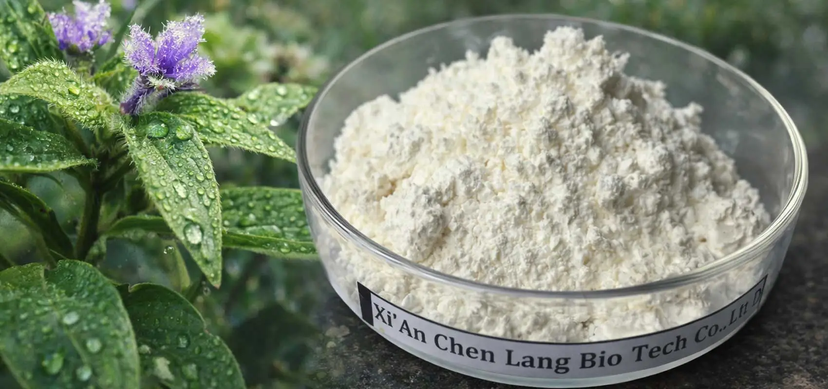 Beta-Ecdysterone-Manufacturer-for-Muscle-Growth Beta-Ecdysterone-Manufacturer-for-Muscle-Growth