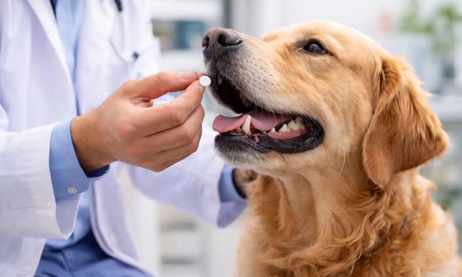 veterinary-nitenpyram-flea-treatment-dog veterinary-nitenpyram-flea-treatment-dog